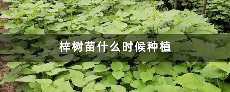 梓树苗什么时候种植 梓树苗什么时候种植