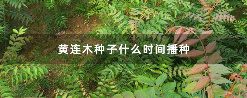 黄连木种子什么时间播种