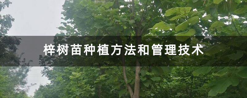 梓树苗种植方法和管理技术