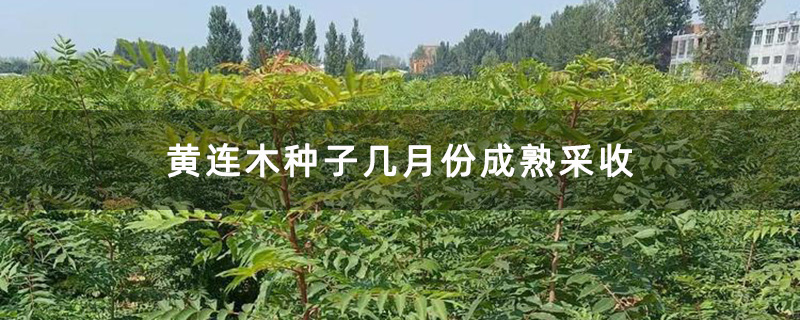 黄连木种子几月份成熟采收
