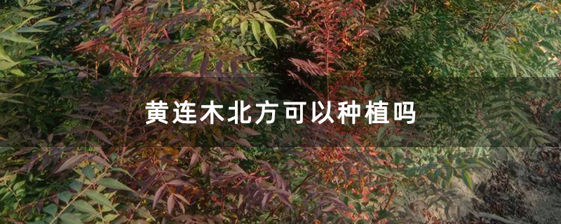 黄连木北方可以种植吗