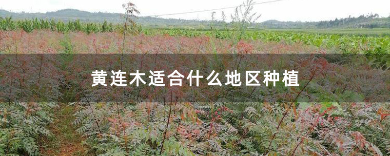 黄连木适合什么地区种植