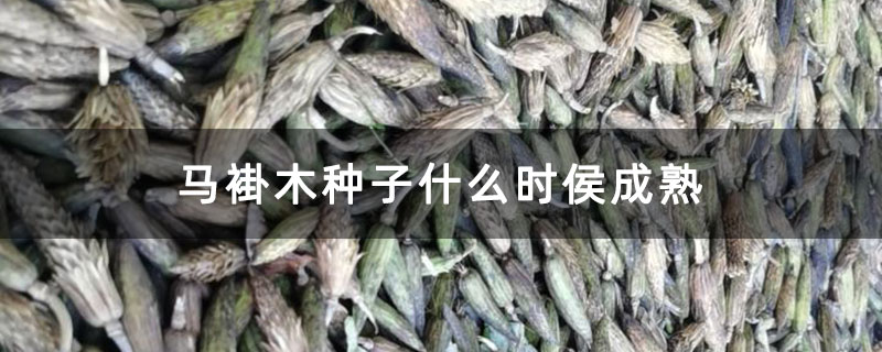 马褂木种子什么时侯成熟