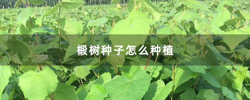 椴树种子怎么种植