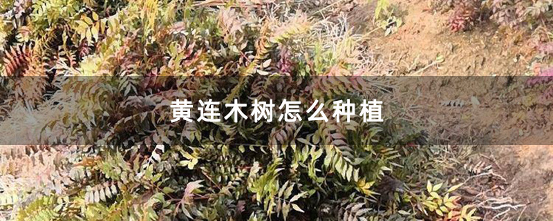 黄连木树怎么种植
