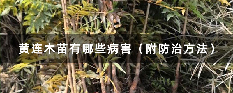 黄连木苗有哪些病害（附防治方法）