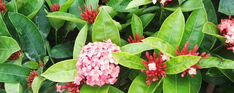 龙船花 龙船花