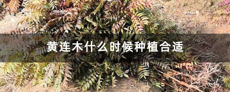 黄连木什么时候种植合适 黄连木什么时候种植合适