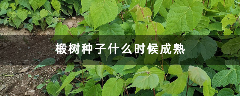 椴树种子什么时候成熟