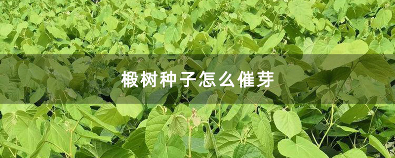 椴树种子怎么催芽