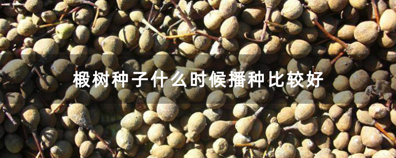 椴树种子