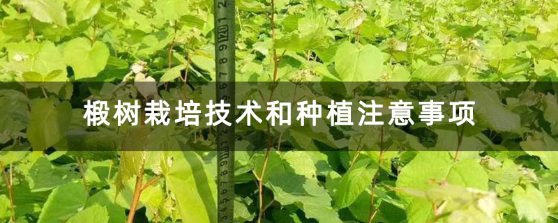椴树栽培技术和种植注意事项 椴树栽培技术和种植注意事项