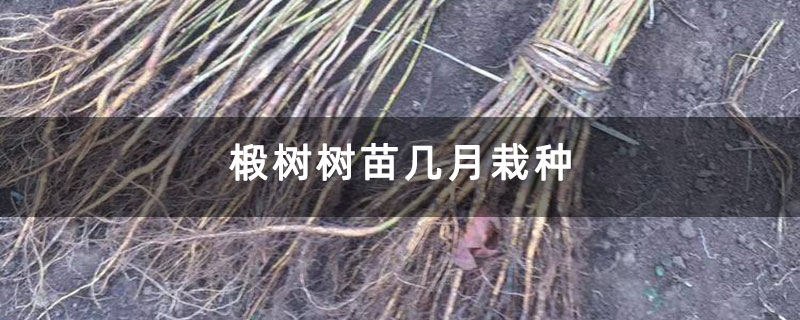 椴树树苗几月栽种 椴树树苗几月栽种