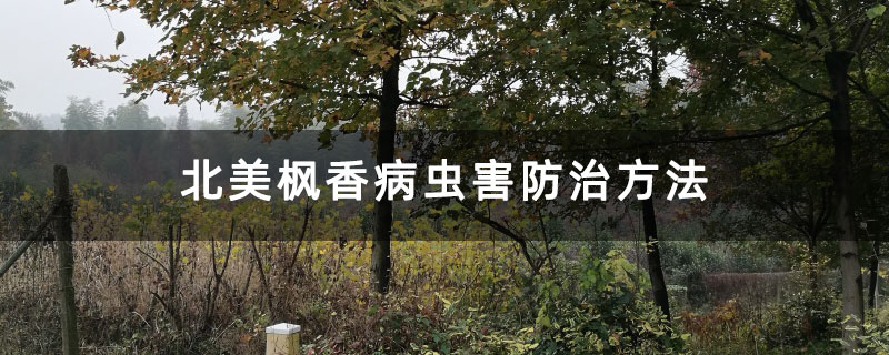 北美枫香病虫害防治方法
