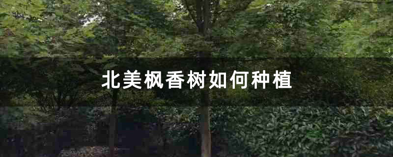 北美枫香树如何种植 北美枫香树如何种植