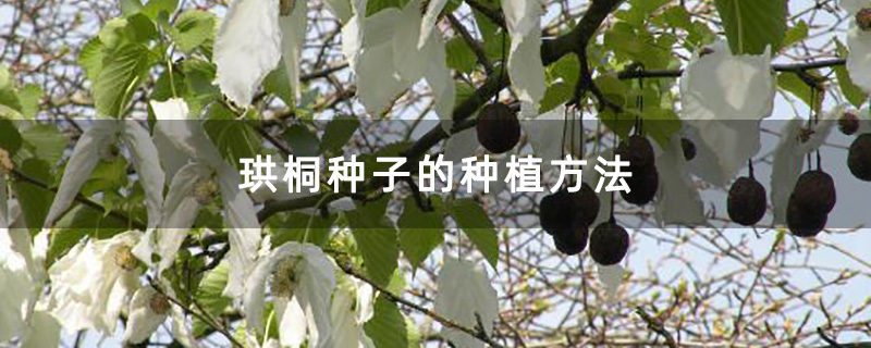 珙桐种子的种植方法
