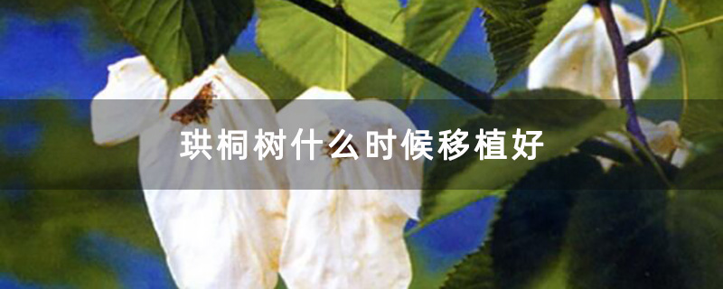 珙桐树什么时候移植好