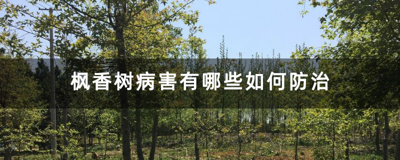 枫香树病害有哪些如何防治