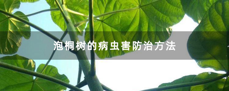 泡桐树的病虫害防治方法