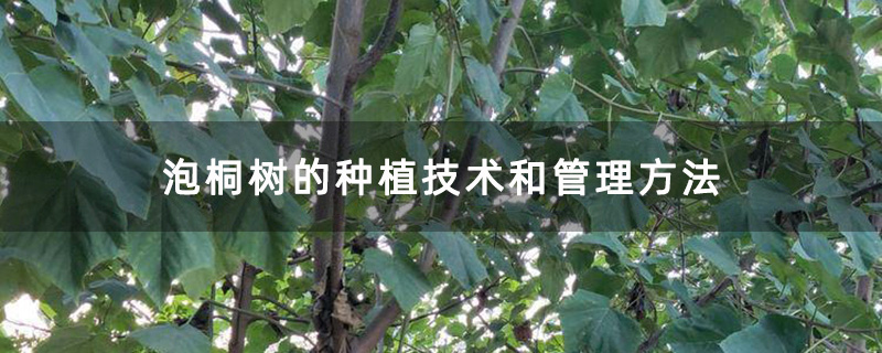 泡桐树的种植技术和管理方法