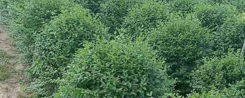 60公分小叶女贞球
