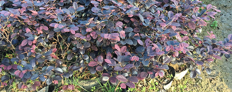 1.8米红花继木球价格多少钱