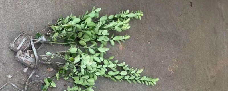 大叶黄杨多少钱一棵