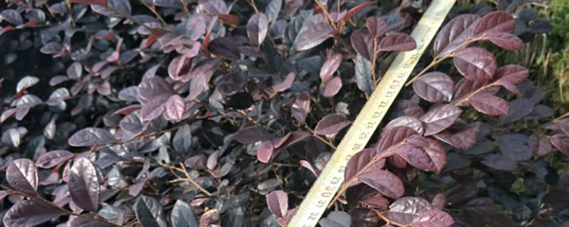 2米红花继木球价格多少钱