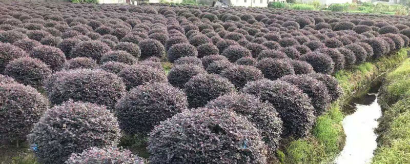 红花继木苗多少钱一棵