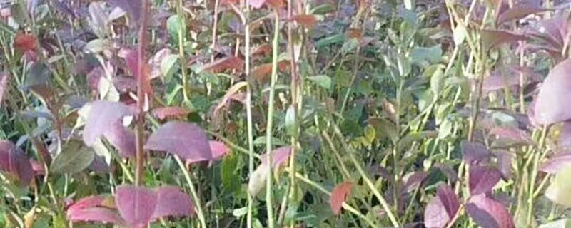 5年蓝莓苗多少钱一棵 5年蓝莓苗多少钱一棵
