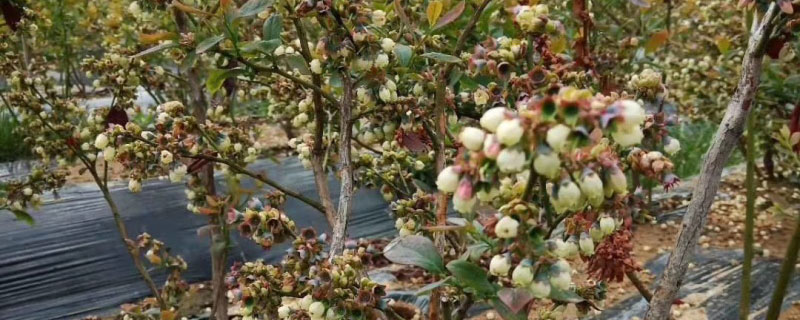 1年蓝莓苗多少钱一棵