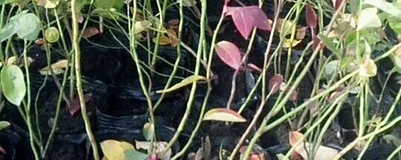 2年蓝莓苗价格多少钱一颗