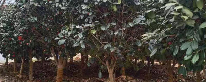 3公分茶花树苗价格多少钱一棵