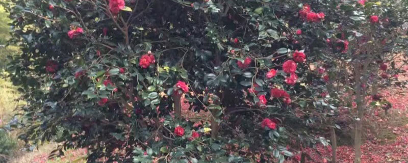 2公分茶花树苗价格多少钱一棵
