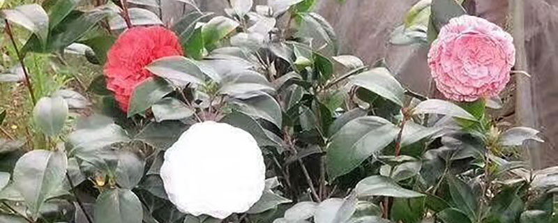 香妃茶花树多少钱一棵