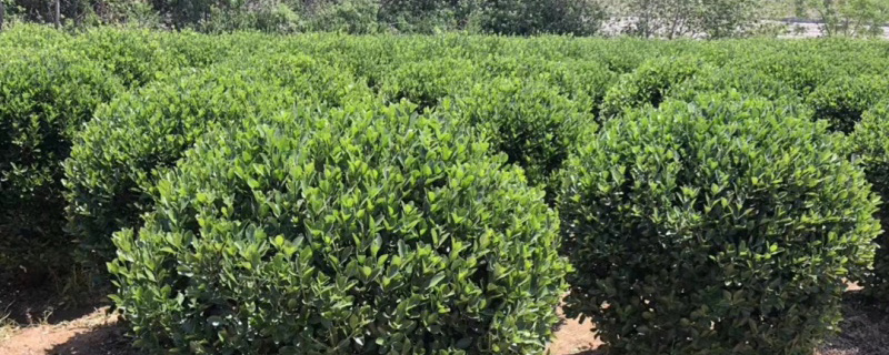 2米大叶黄杨球价格多少钱一棵