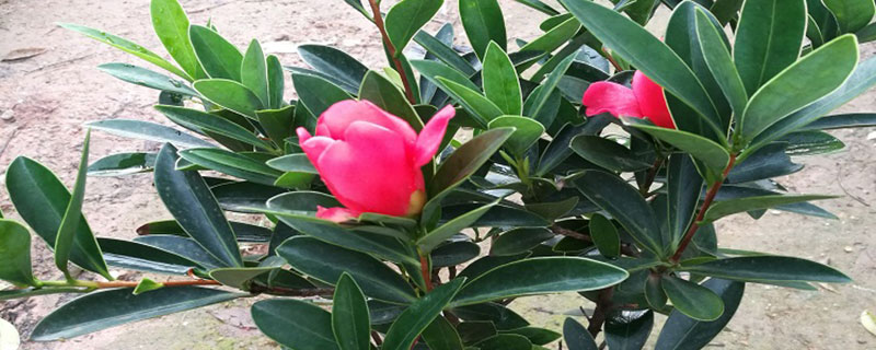 四季茶花价格多少钱一棵