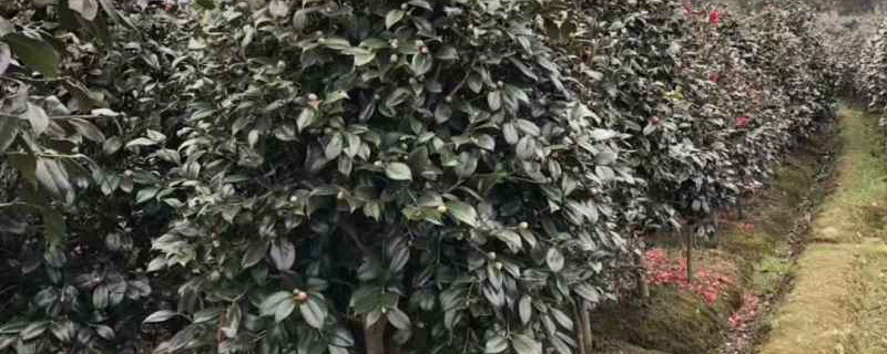 20公分茶花树价格多少钱一棵