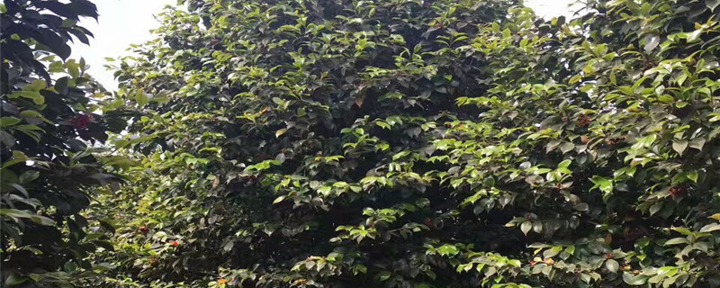 12公分茶花树多少钱一棵