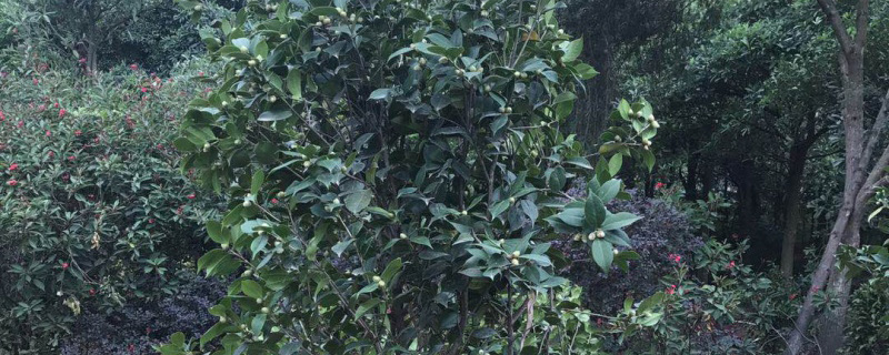 8公分茶花树价格多少钱一棵