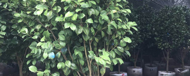 6公分茶花树价格多少钱一棵