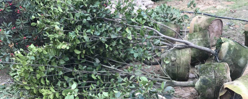 5公分茶花价格多少钱一棵