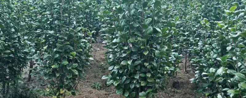 4公分茶花树价格多少钱一棵