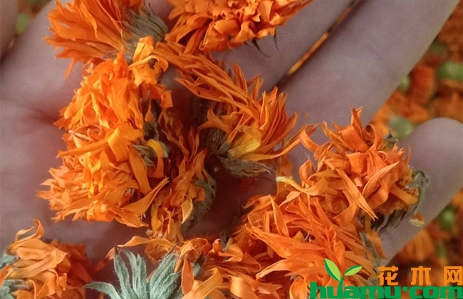 金盏菊多少钱一斤?