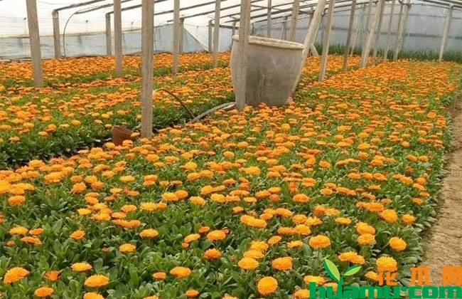 金盏菊价格表 金盏菊价格表