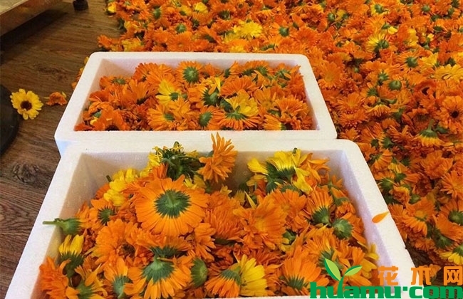 金盏菊多少钱一斤? 金盏菊多少钱一斤?