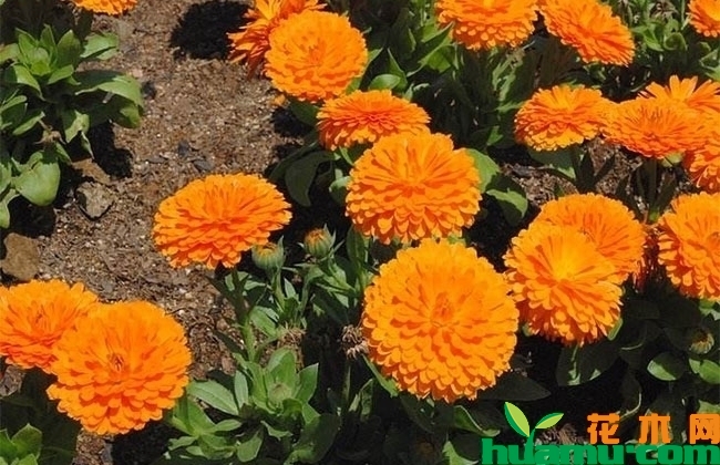 金盏菊