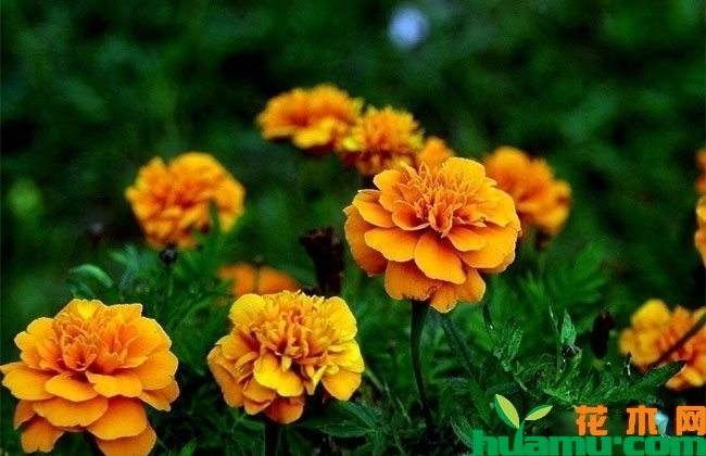 金盏菊盆栽价格 金盏菊盆栽价格