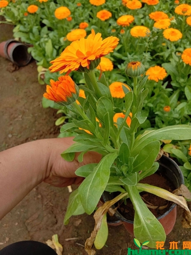金盏菊种子价格