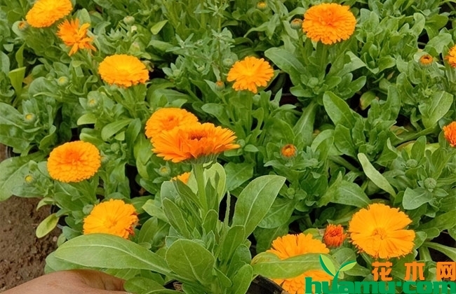 金盏菊小苗价格 金盏菊小苗价格